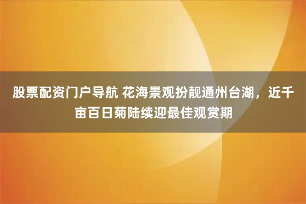 股票配资门户导航 花海景观扮靓通州台湖，近千亩百日菊陆续迎最佳观赏期